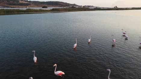 Low-aerial-flight-showing-flock-of-pink-flamingos-enjoying-the-sunset-in-background