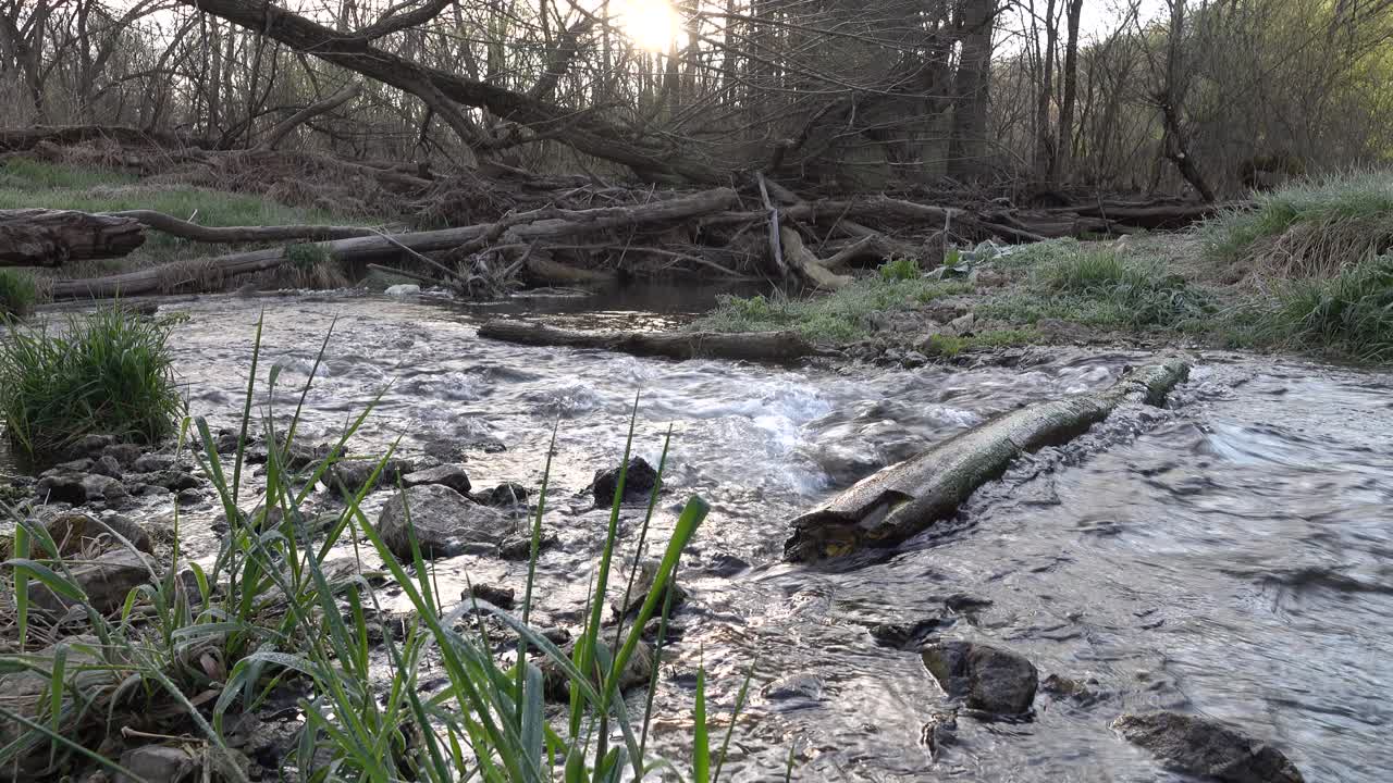 Sunlight Reflecting on a Tranquil Forest Stream with Fallen Logs
