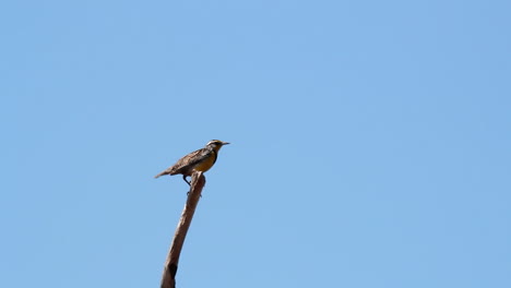 Bird:-Meadowlark-on-branch-against-blue-sky-calls-out,-vocalizes