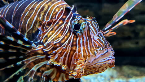 lion fish on closeup by corals