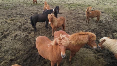 imágenes aéreas de drones de caballos islandeses