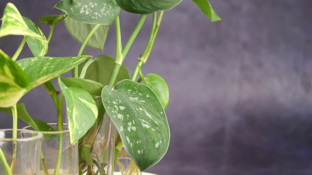 Pothos Plant in Glass Vase
