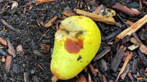 wasps eat the ripe pears that have fallen from the tree-3