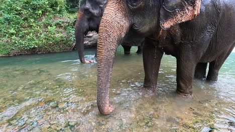 elefantes bañándose en el río en un santuario ético de elefantes en tailandia