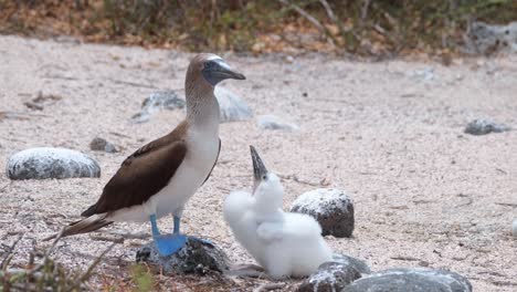 pollito juvenil sentado junto a un piquero de patas azules adulto en un día soleado en las islas galápagos