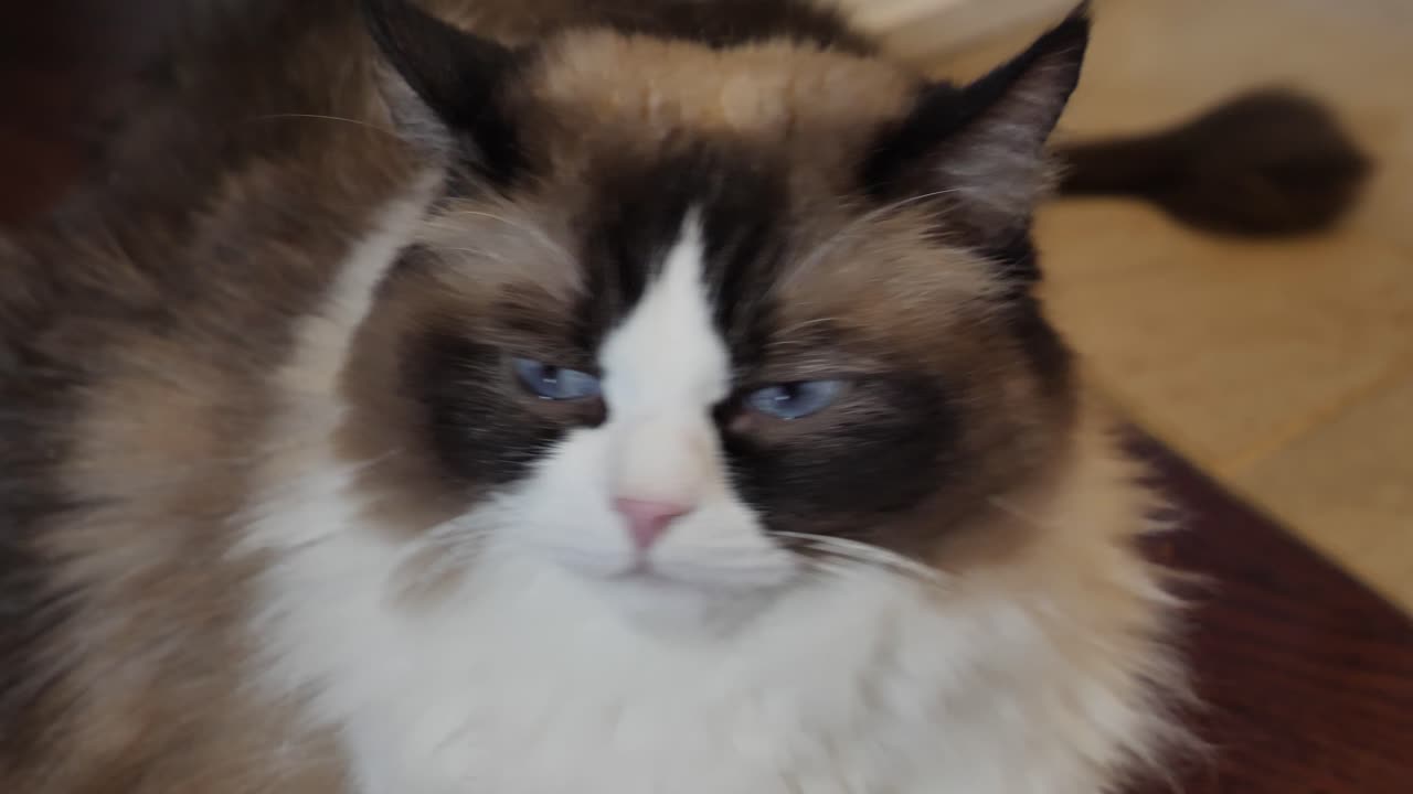 예쁜 래그돌 귀여운 사랑스러운 고양이 바이클로르 파란 눈