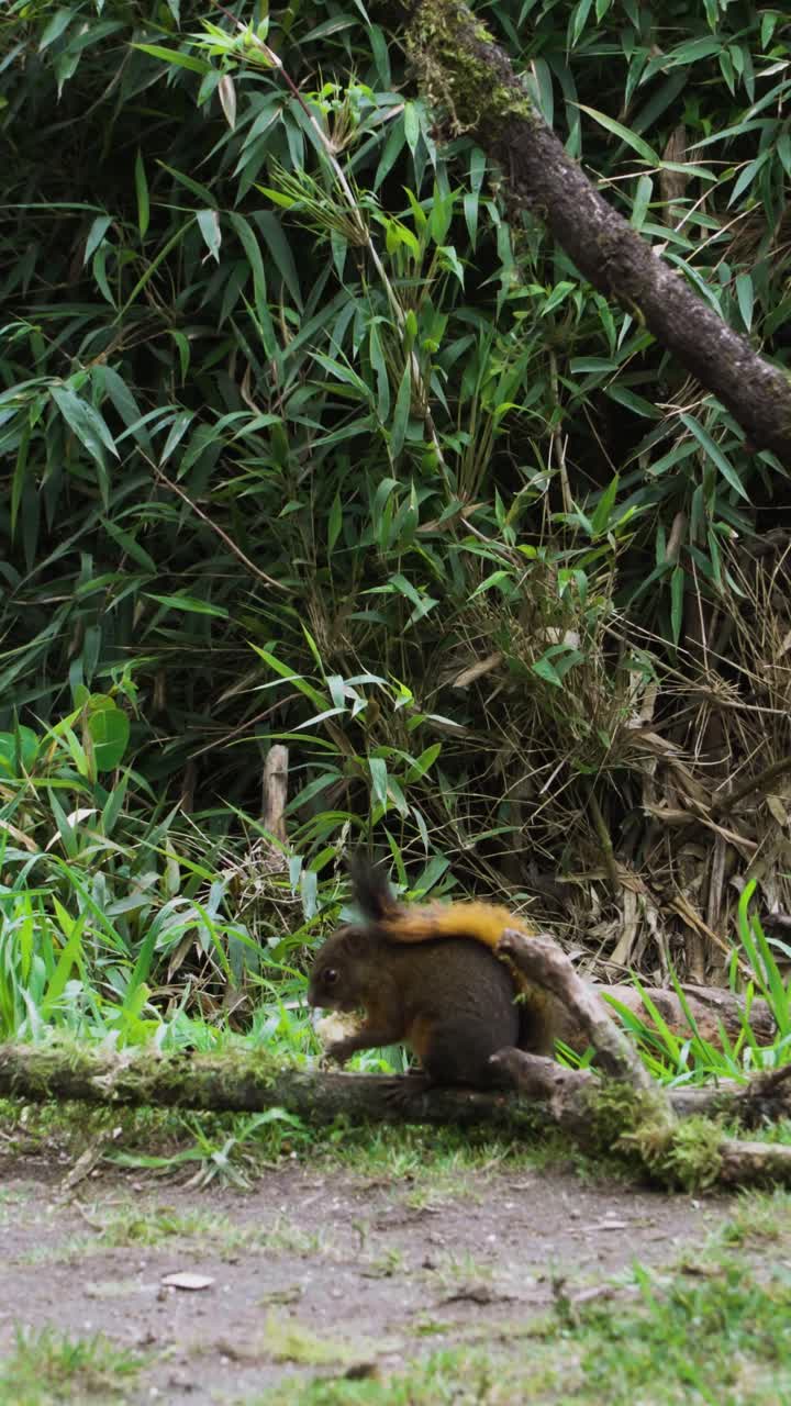 Vertical footage of a wild squirrel on the ground in Colombia eating a fruit and showing natural animal behavior in tropical wildlife habitat