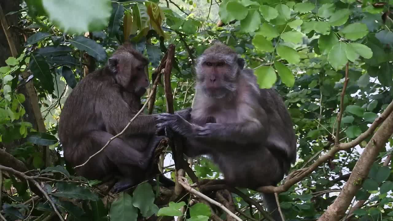 dos monos sentados relajados entre las ramas de los árboles en la zona turística de la cueva de kreo, semarang, indonesia