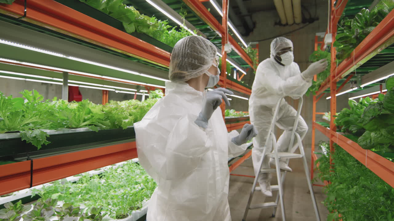 Agronomic Engineers Working In Vertical Farm Together