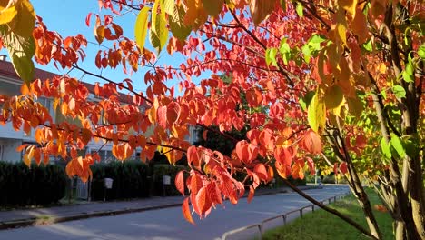 close up of red, orange, yellow and green leaves of a tree in autumn