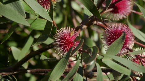 Abeja-Con-Polen-En-La-Pierna-Trepando-En-La-Planta-Hakea-Laurina-Y-Luego-Vuela-Lejos,-Maffra-Soleado-Durante-El-Día,-Victoria,-Australia-Cámara-Lenta