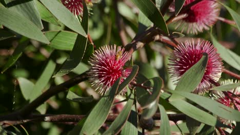 abeja con polen en la pierna trepando en la planta hakea laurina y luego vuela lejos, maffra soleado durante el día, victoria, australia cámara lenta