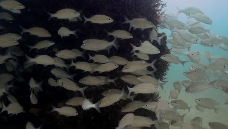 school of tomtate fishes swimming close to a reef