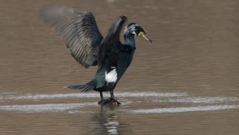 Gran-Cormorán-Bate-Rápidamente-Sus-Alas-En-Cámara-Lenta-Mientras-Seca-Sus-Plumas-En-El-Lago