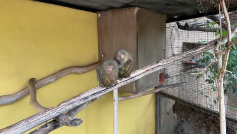 cute little pair of marmosets sitting on wooden bark inside a caged zoo