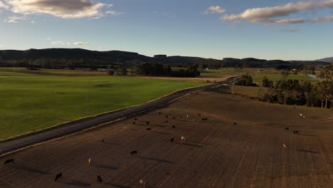 cows grazing at sunset in australian countryside, tasmania