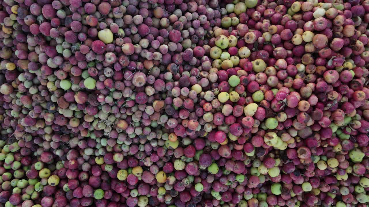 manzanas parcialmente podridas