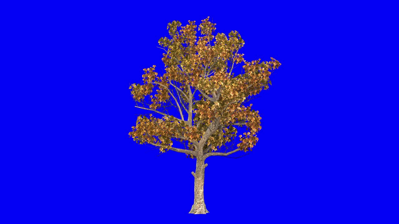 3D american sycamore tree in automn season, with wind effect on blue screen 3D animation. You can easily key out (remove) the blue screen with just one click using any video editor.