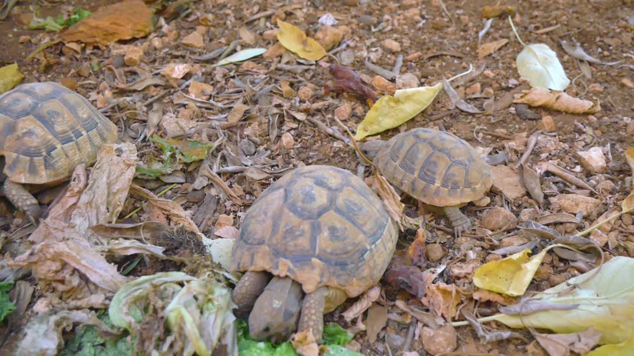 grandes tortugas marrones de jardín comiendo hojas de ensalada verde y verduras en el jardín de la casa