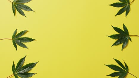 video de hojas de marihuana sobre un fondo amarillo