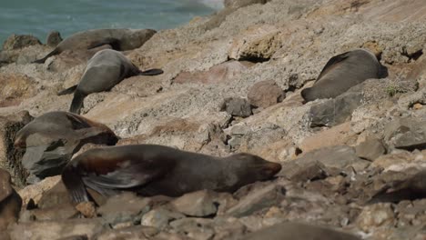 Static-shot-of-a-small-colony-of-seals-sleeping-on-the-rocky-shore-in-New-Zealand