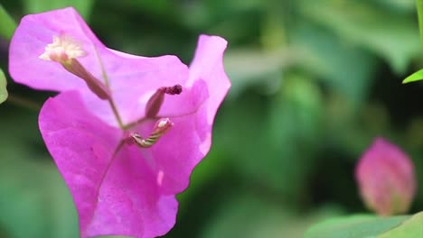 bougainvillea pink flower sways in the wind , magenta paperflower used for bonsai , close up