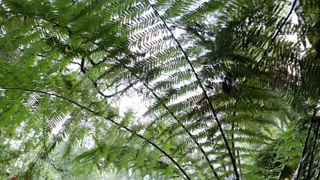 lush green ferns in a serene rainforest