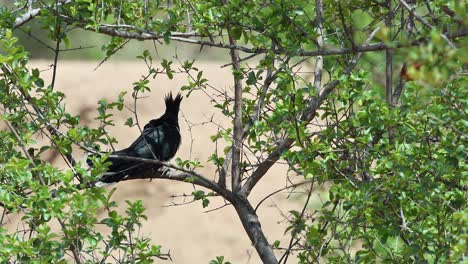 black levaillant cuckoo bird perches in tree, framed by green foliage
