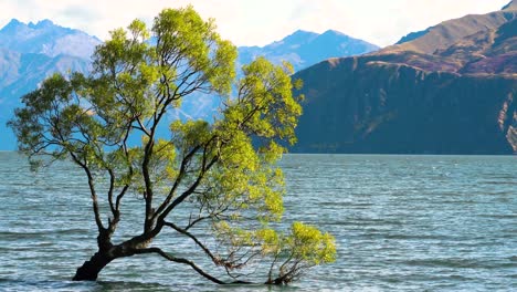 #thatwanakatree in lake wanaka, new zealand. close up