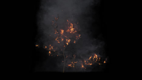 burning tree