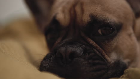 close up portrait of adorable pug dog face, lying indoors and giving cute expressions