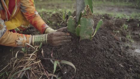 An-Indian-farmer-planting-dragon-fruit-cutting-in-farmland-for-commercial-production,-Close-up