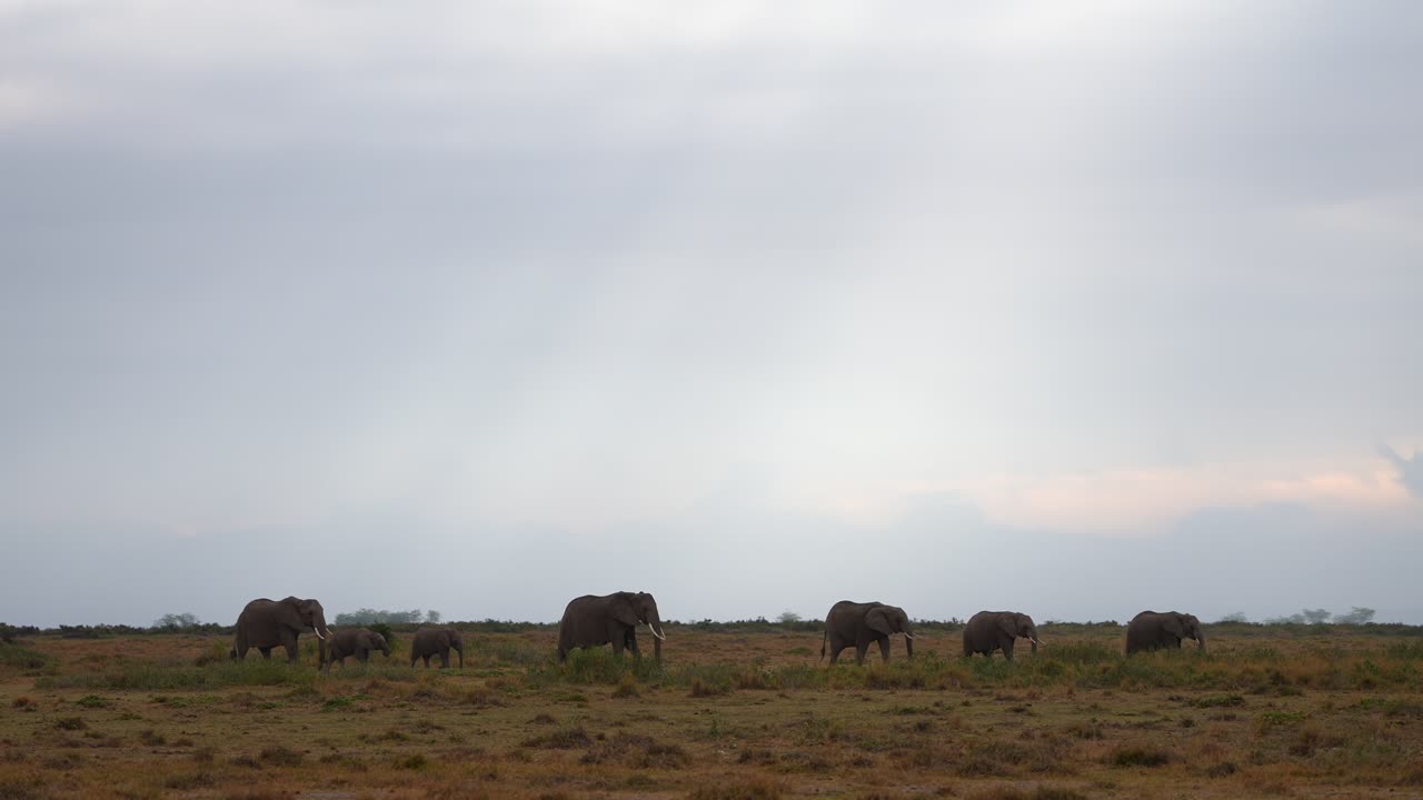 Elefantmigration i Kenya under stämningsfullt väder.