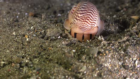 Moon-shell-digging-into-volcanic-sand-substrate