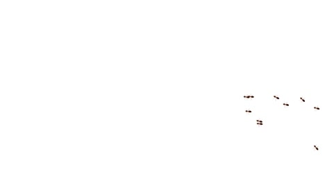 line of worker ants marching in search of food on white background animation.