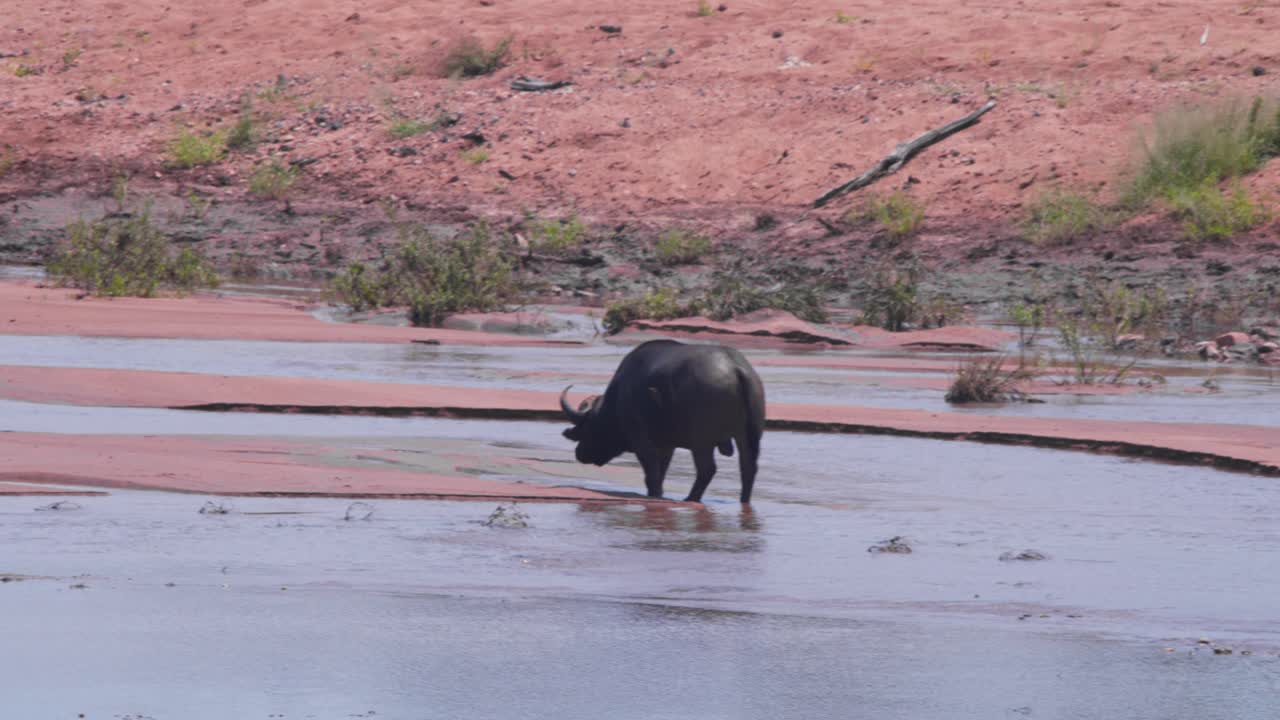 toro de búfalo africano de pie en un río de sabana poco profundo y bebiendo
