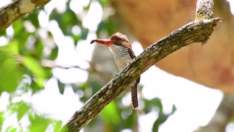 un martín pescador de árboles y una de las aves más hermosas que se encuentran en tailandia dentro de las selvas tropicales