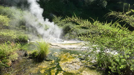 a geyser spring in waimangu's volcanic valley in rotorua new zealand