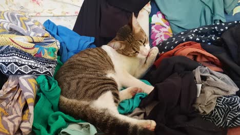 cute tabby cat with alert ears sitting in pile of colourful clean clothes, laundry pile, cleaning and licking her paws