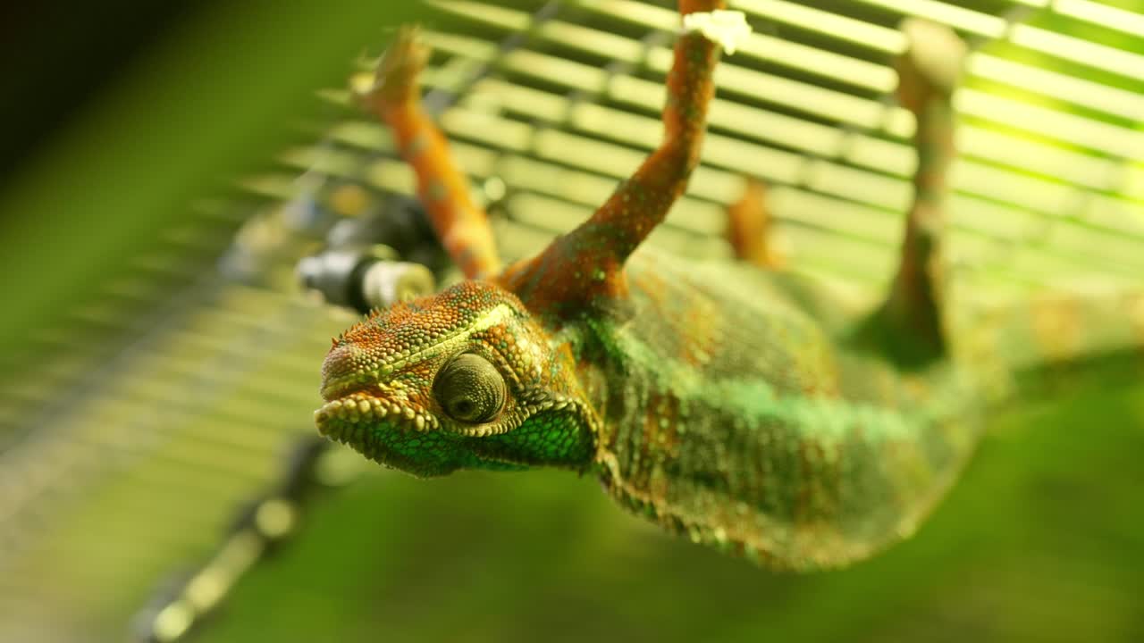 Panther chameleon hanging upside down in terrarium