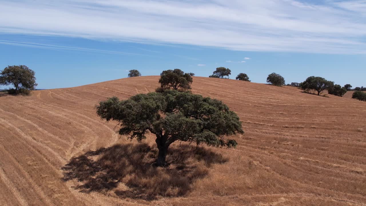 Sugherete panoramiche in campo dorato, Alentejo, ripresa aerea orbitante
