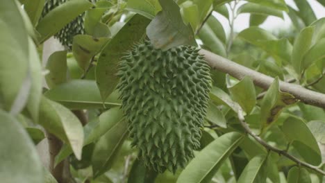 soursop fruit on tree closeup farm