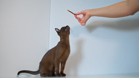 beautiful pedigree kitten at home. clever burma cat stands on two paws trying to catch tasty stick from woman's hand.