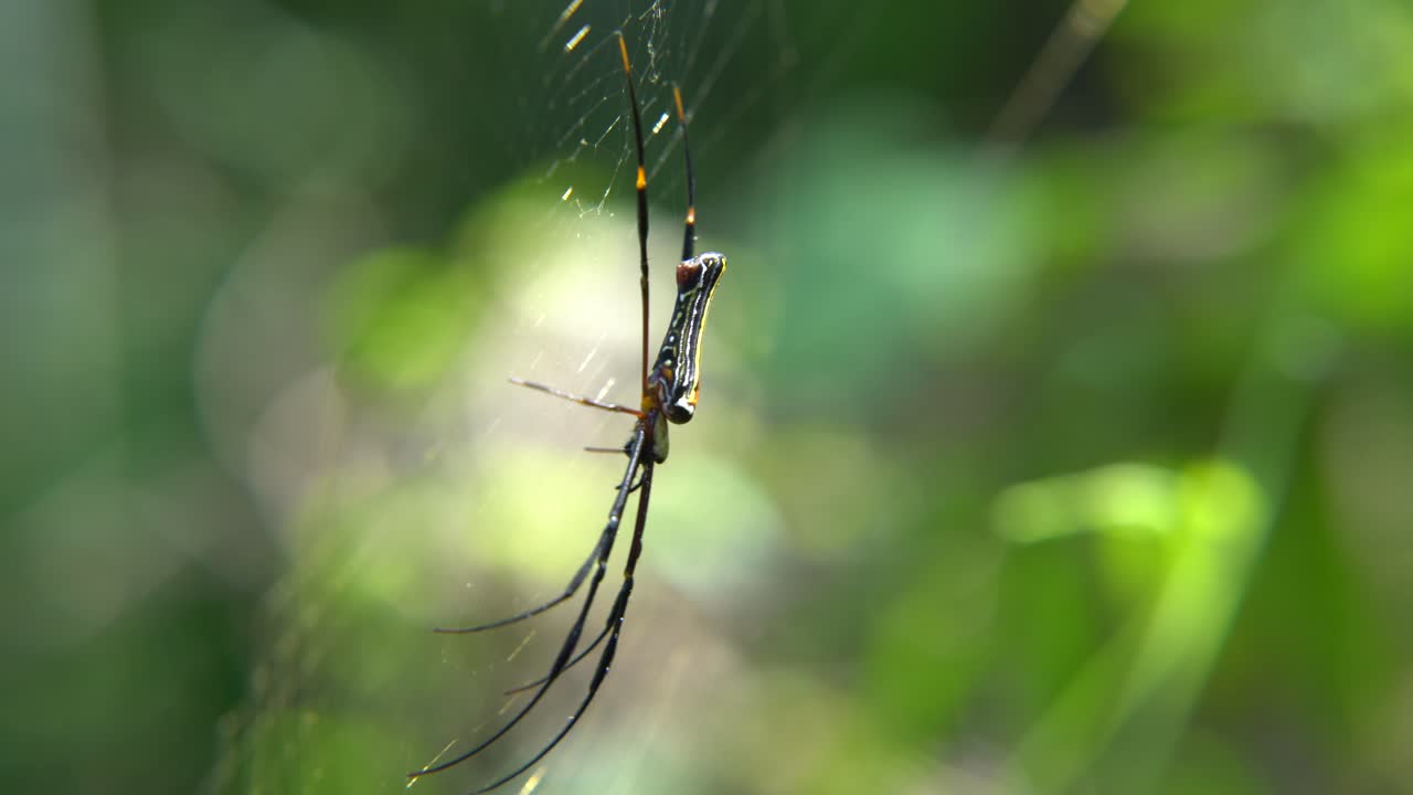 거미는 먹이를 기다리며 그 웹에 앉아 있습니다.