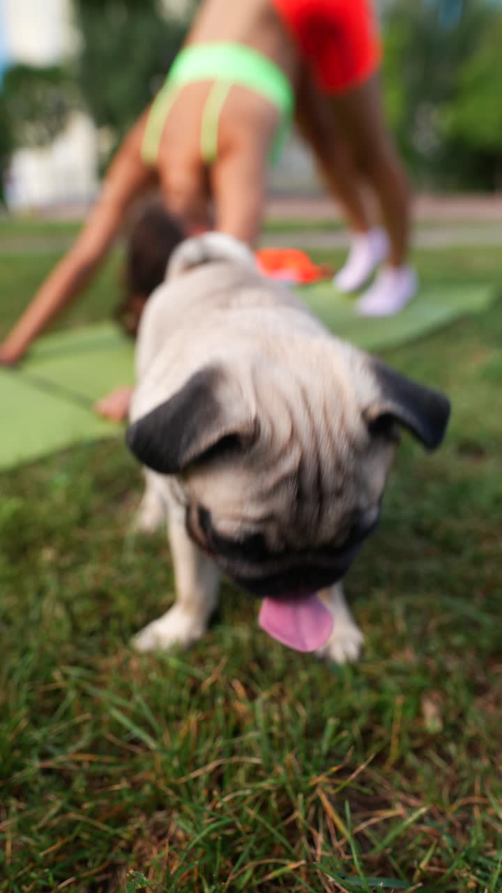 Cucciolo di Carlino che fa yoga con una donna