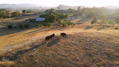 Ein-Ausgezeichneter-Luftschuss-Zieht-Sich-Von-Bisons-In-San-Luis-Obispo,-Kalifornien,-Weg