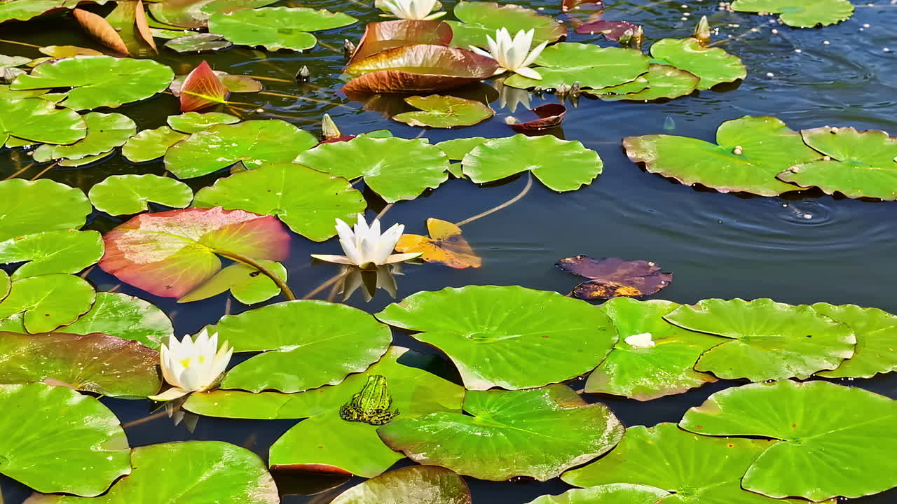 White water lilies blooming on a calm pond surface with green lily pads in summer