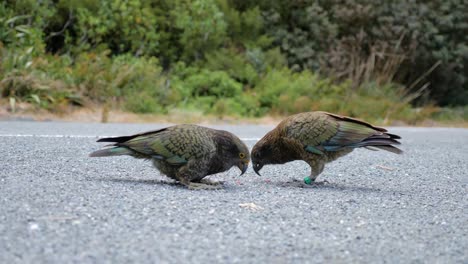 dos hermosos loros alpinos kea comiendo de la carretera en el parque nacional del monte cook en la isla sur de nueva zelanda