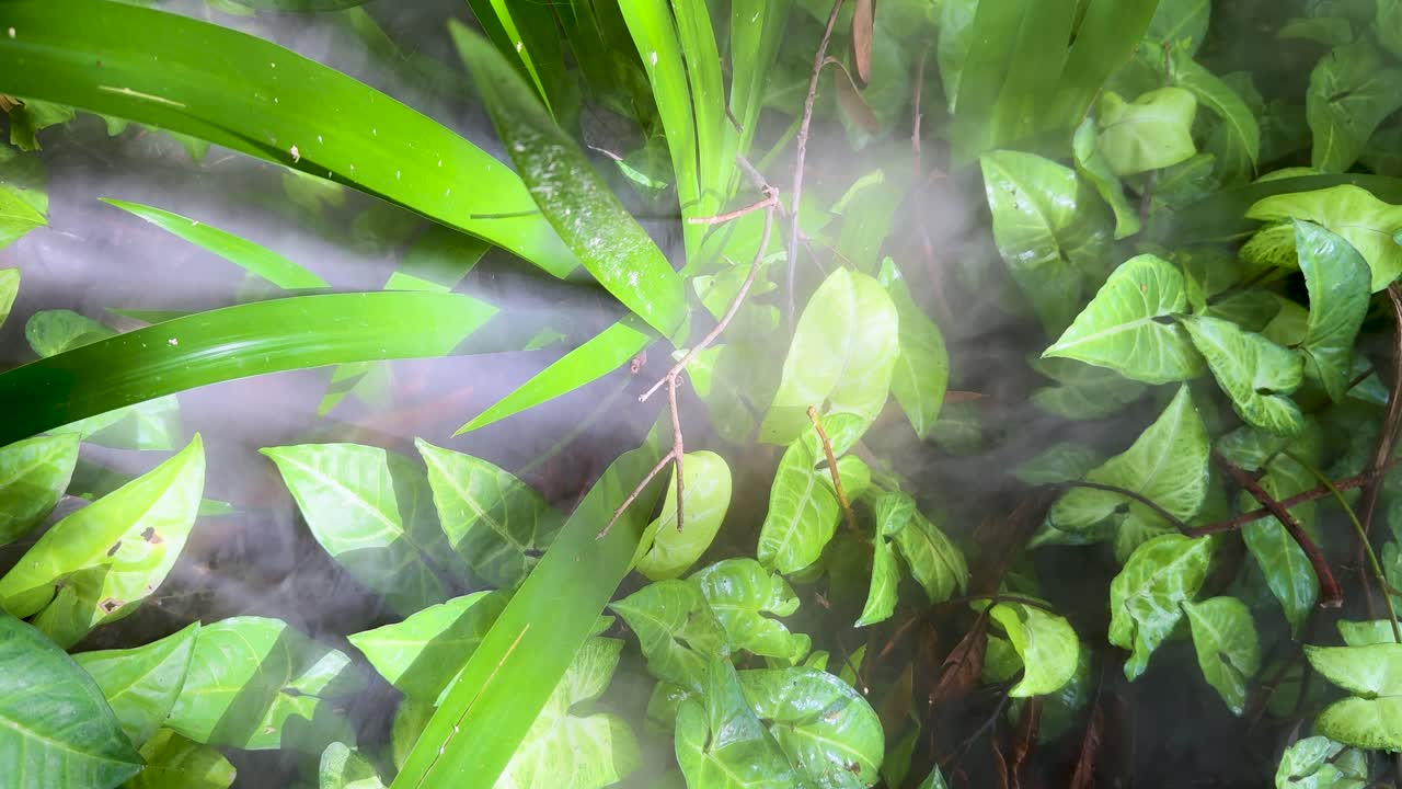 Lush green foliage enveloped by drifting fog, soft natural daylight, static camera, tranquil mood