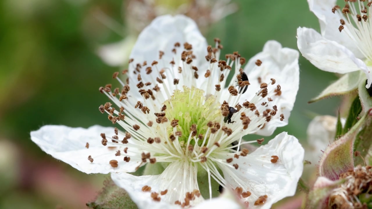 Pollen Beetles on a Bramble flower. Summer. UK